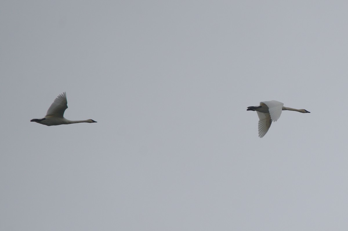 Лебідь-трубач - ML644826651