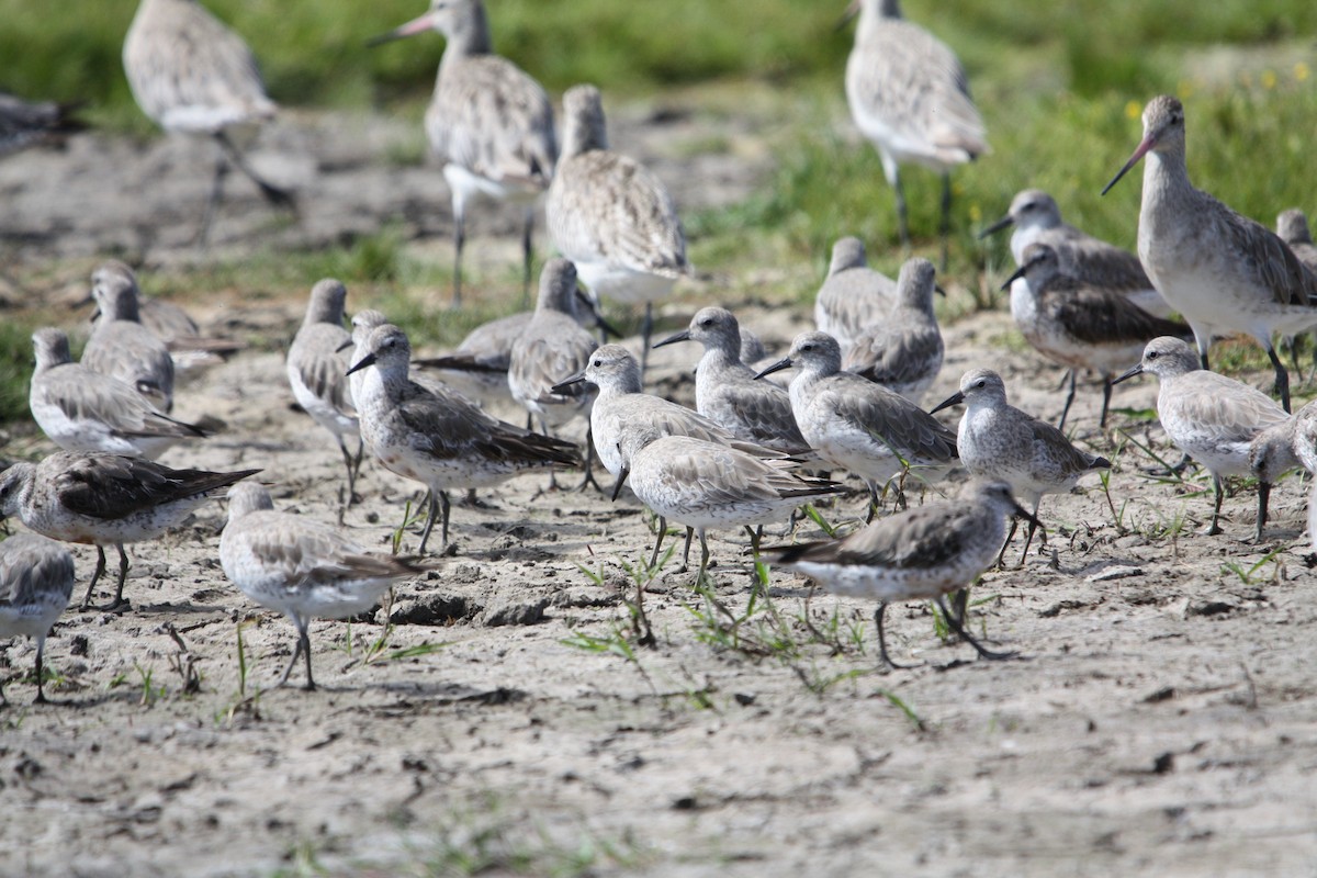 Исландский песочник - ML644826660