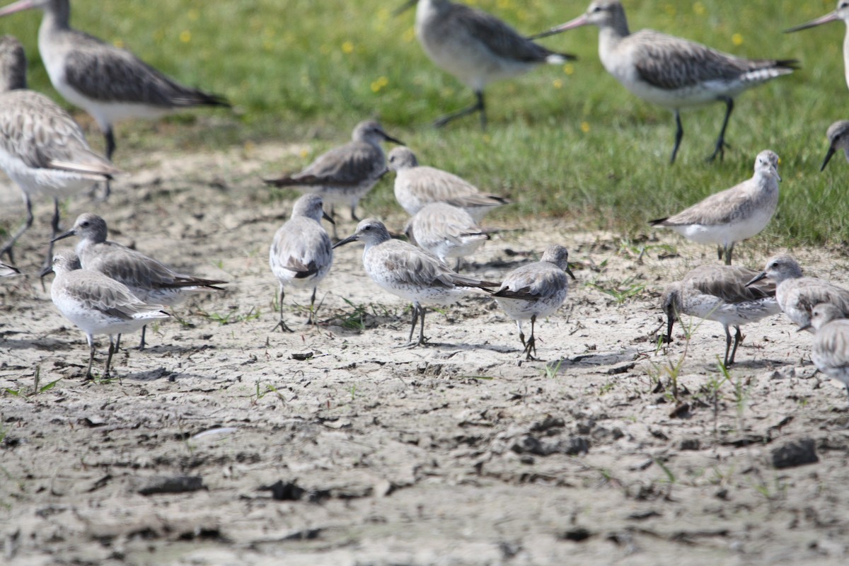 Исландский песочник - ML644826661