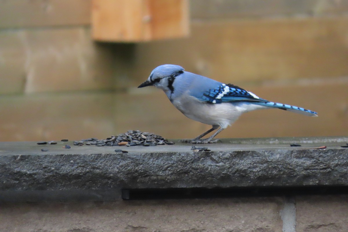 Blue Jay - ML644826688