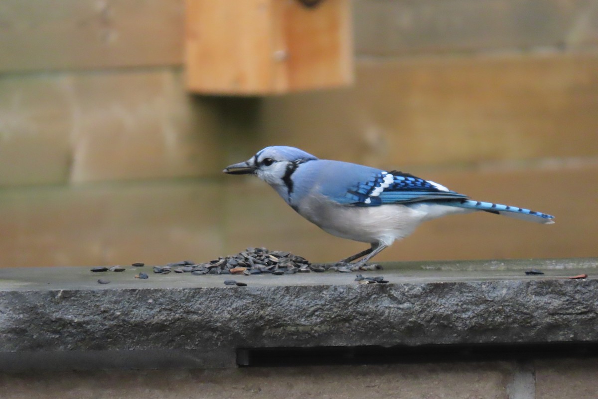 Blue Jay - ML644826689