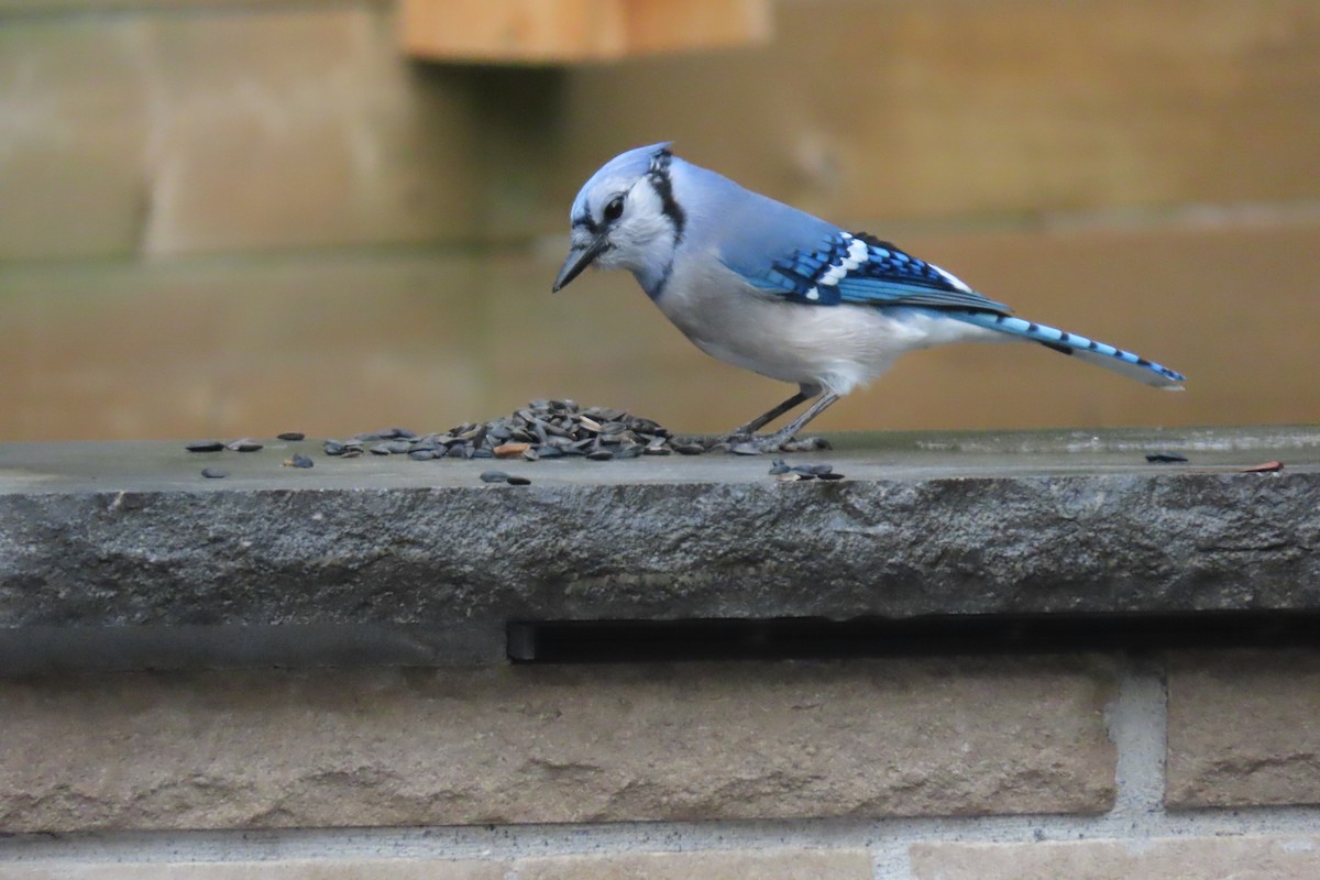 Blue Jay - ML644826690