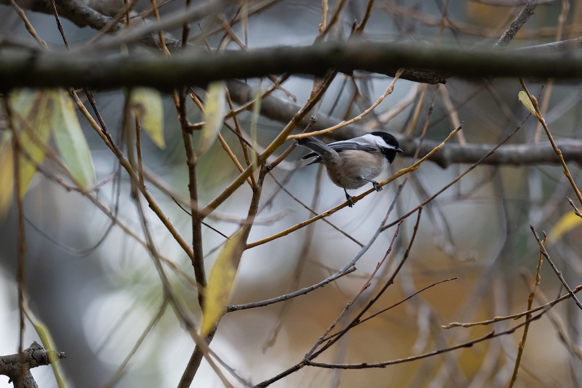 Black-capped Chickadee - ML644826691