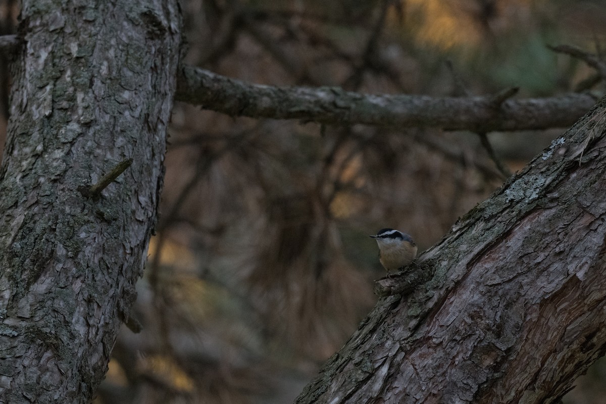 Red-breasted Nuthatch - ML644826699