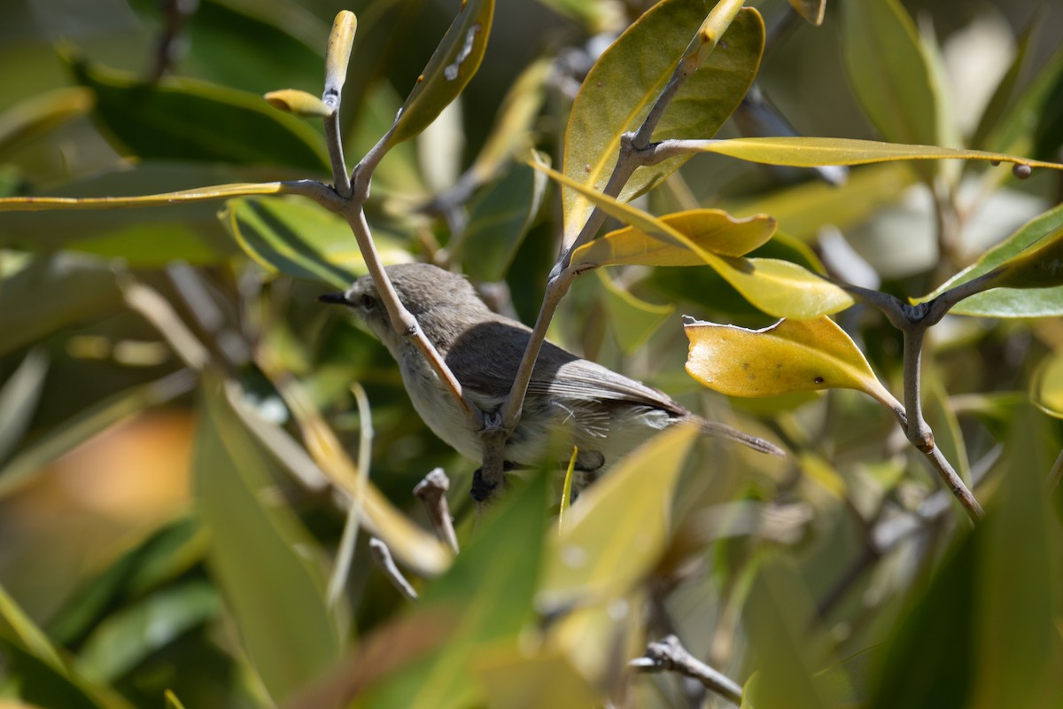 Dusky Gerygone - ML644826701