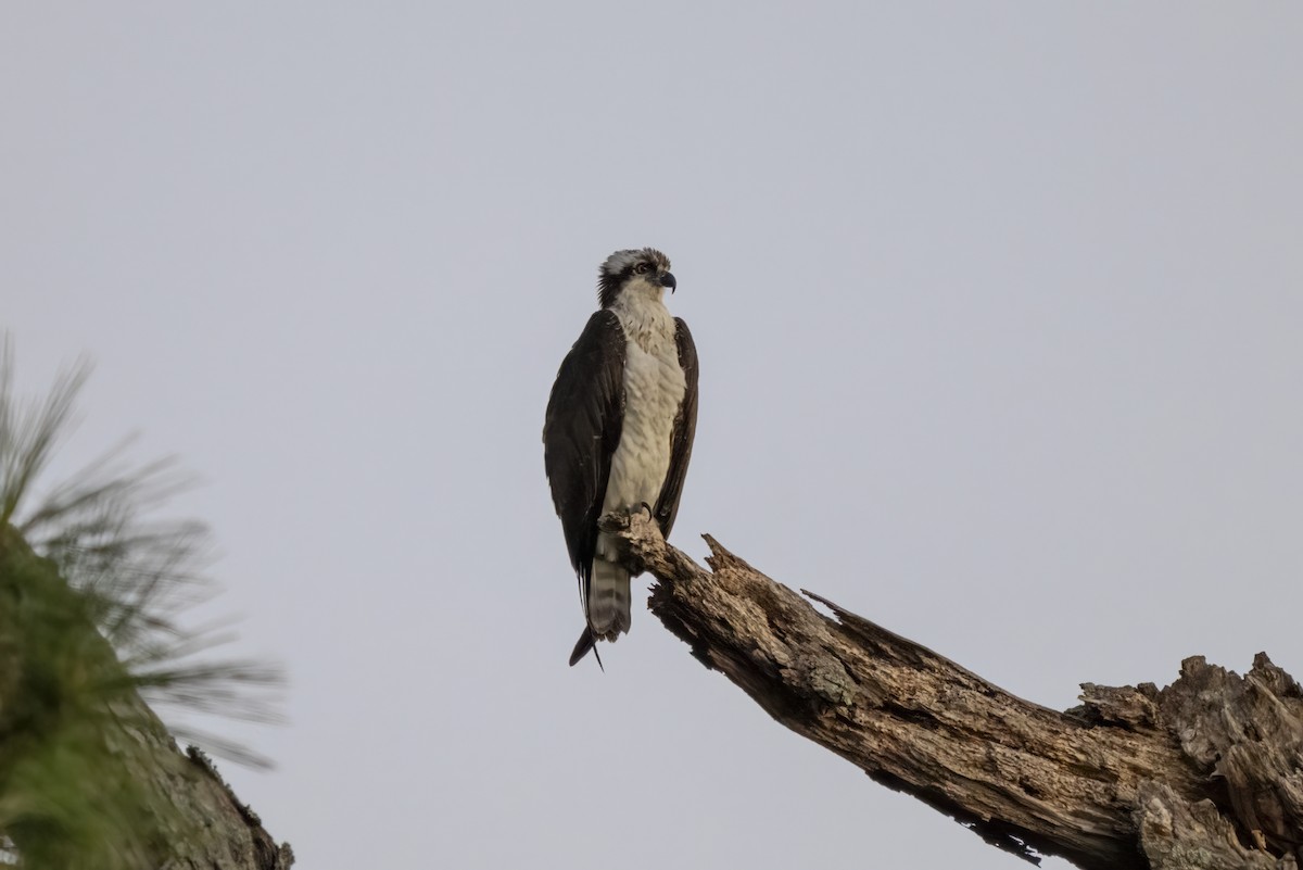 Osprey - ML644826702