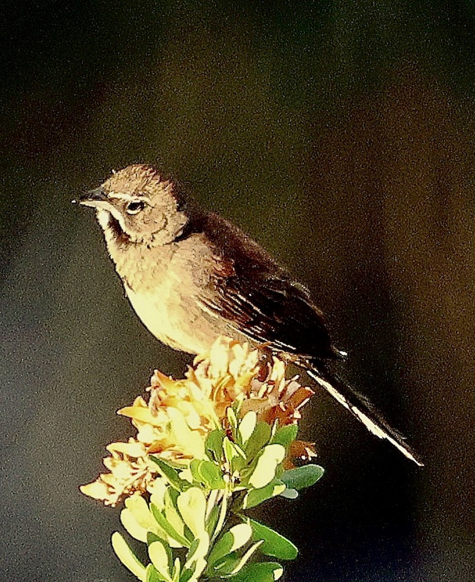 sonoraspurv - ML644826704