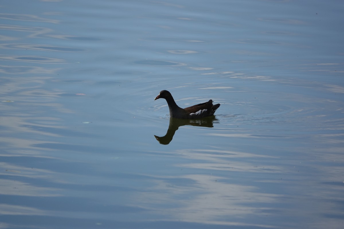 Common Gallinule - ML644826705