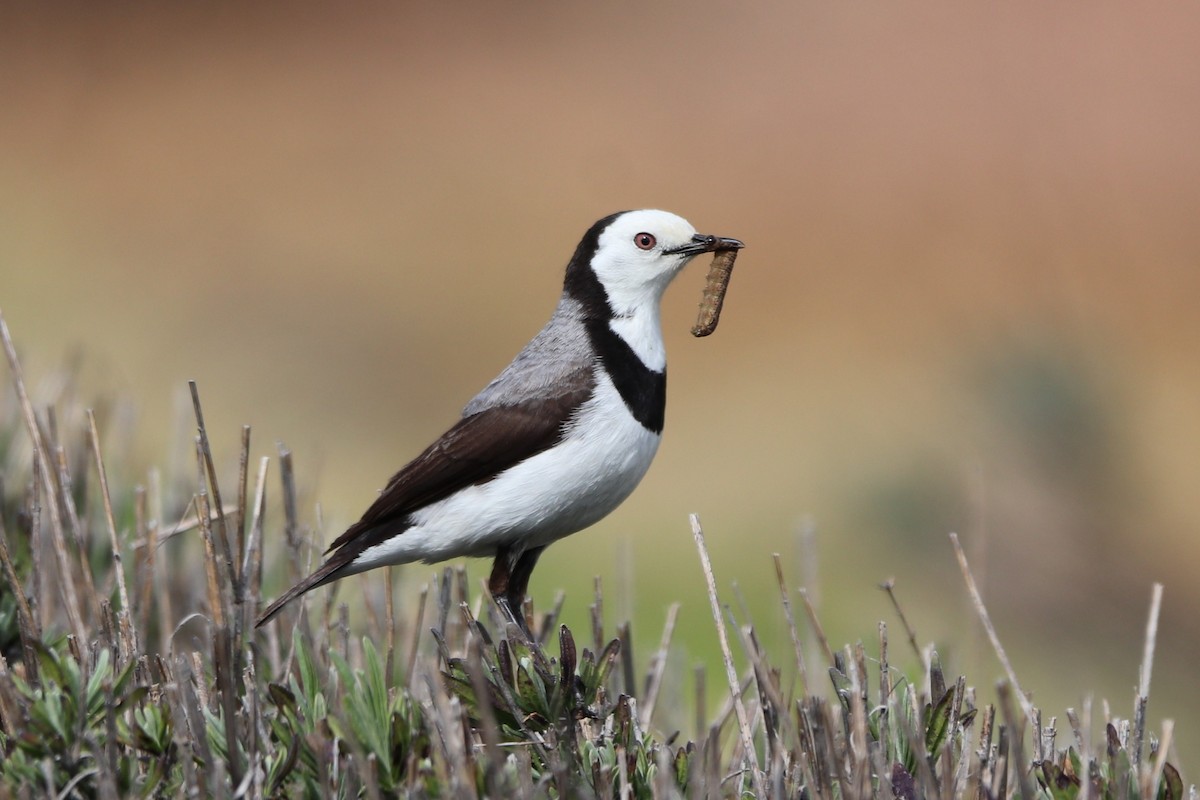 White-fronted Chat - ML644826707