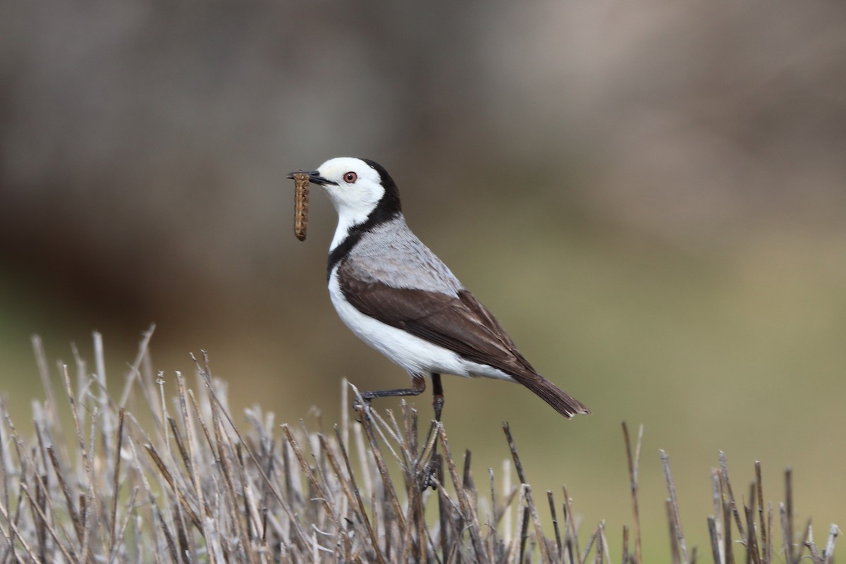 White-fronted Chat - ML644826708