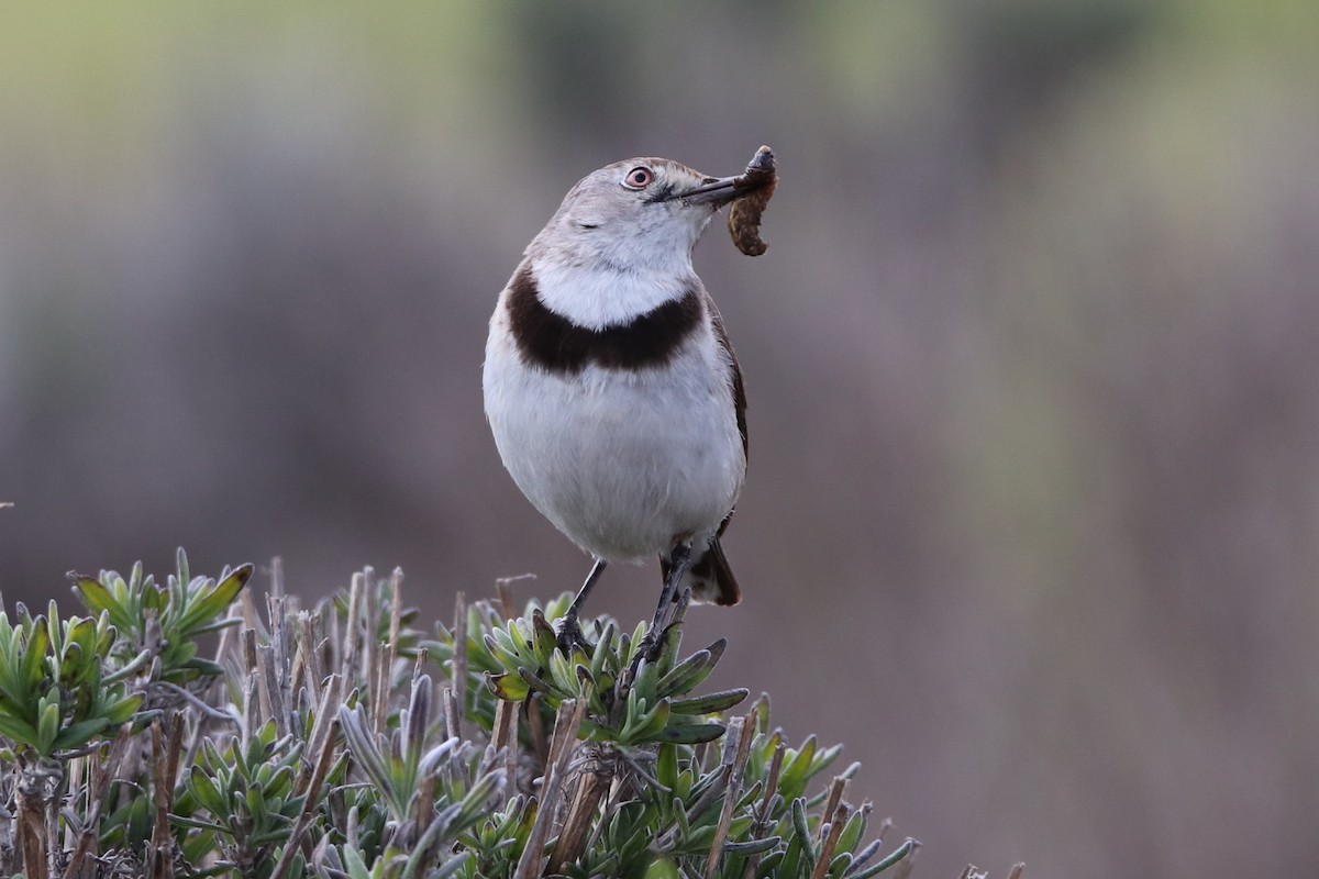 White-fronted Chat - ML644826709