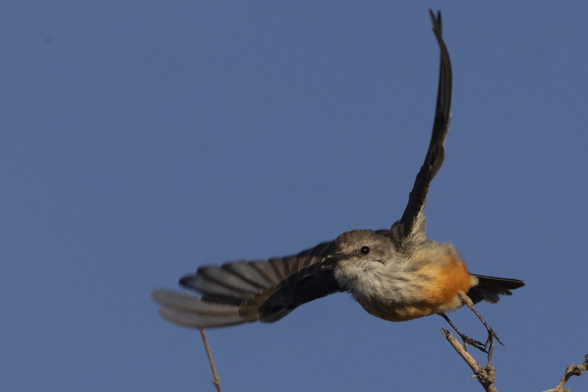Vermilion Flycatcher - ML644826712