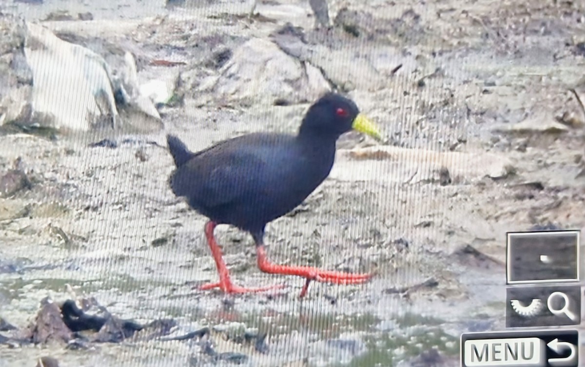 svartrikse - ML644826716