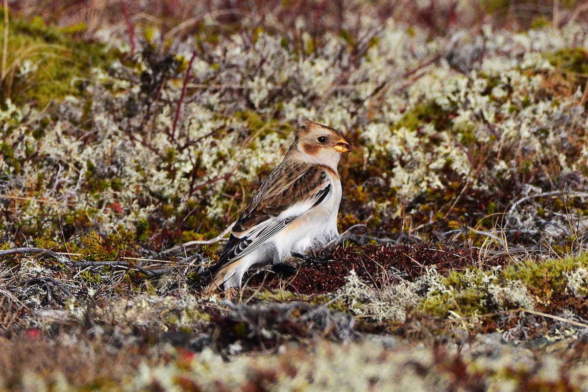 Snow Bunting - ML644826719