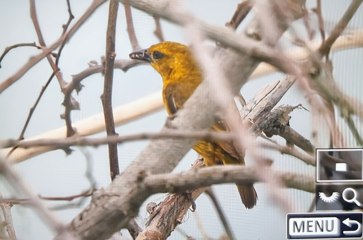 Slender-billed Weaver - ML644826720