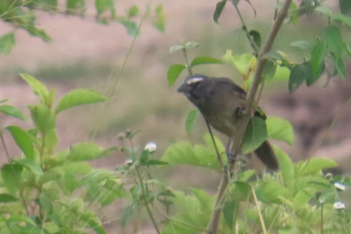 Cinnamon-bellied Saltator - ML644826723