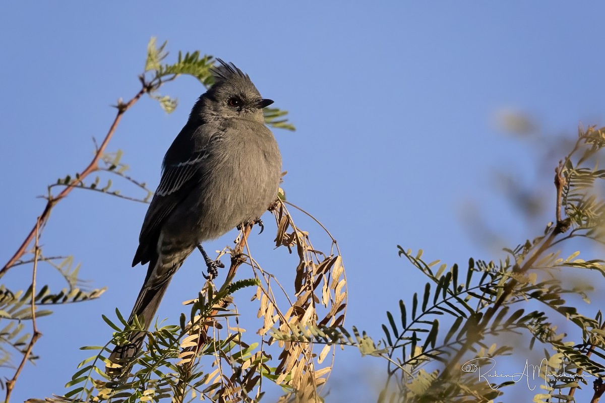 Phainopepla - ML644826724