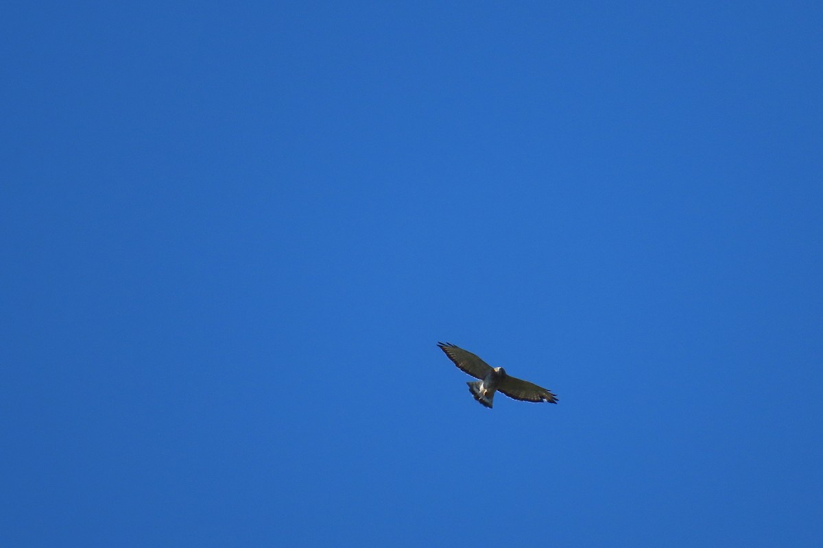 Broad-winged Hawk - ML644826735