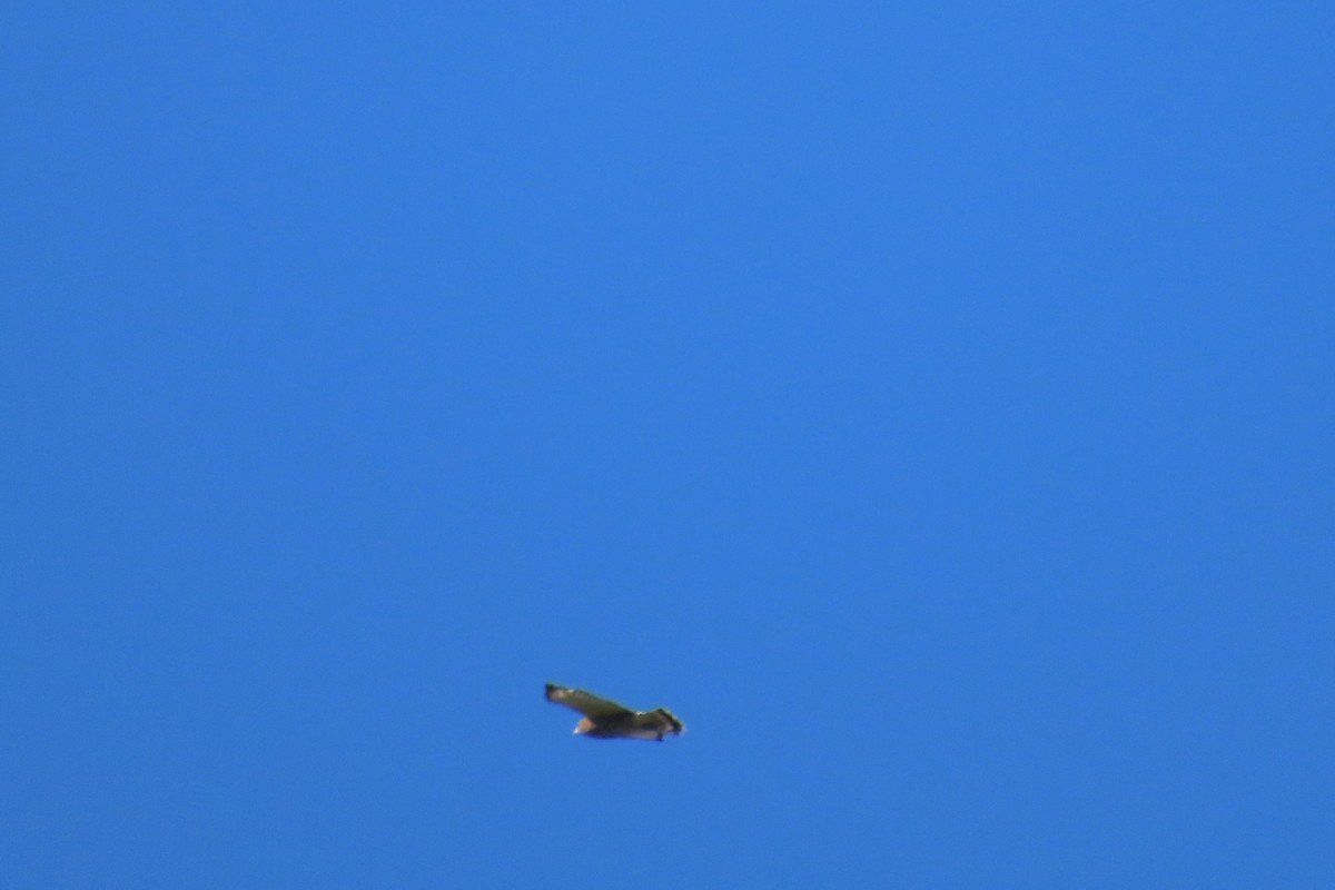 Broad-winged Hawk - ML644826736