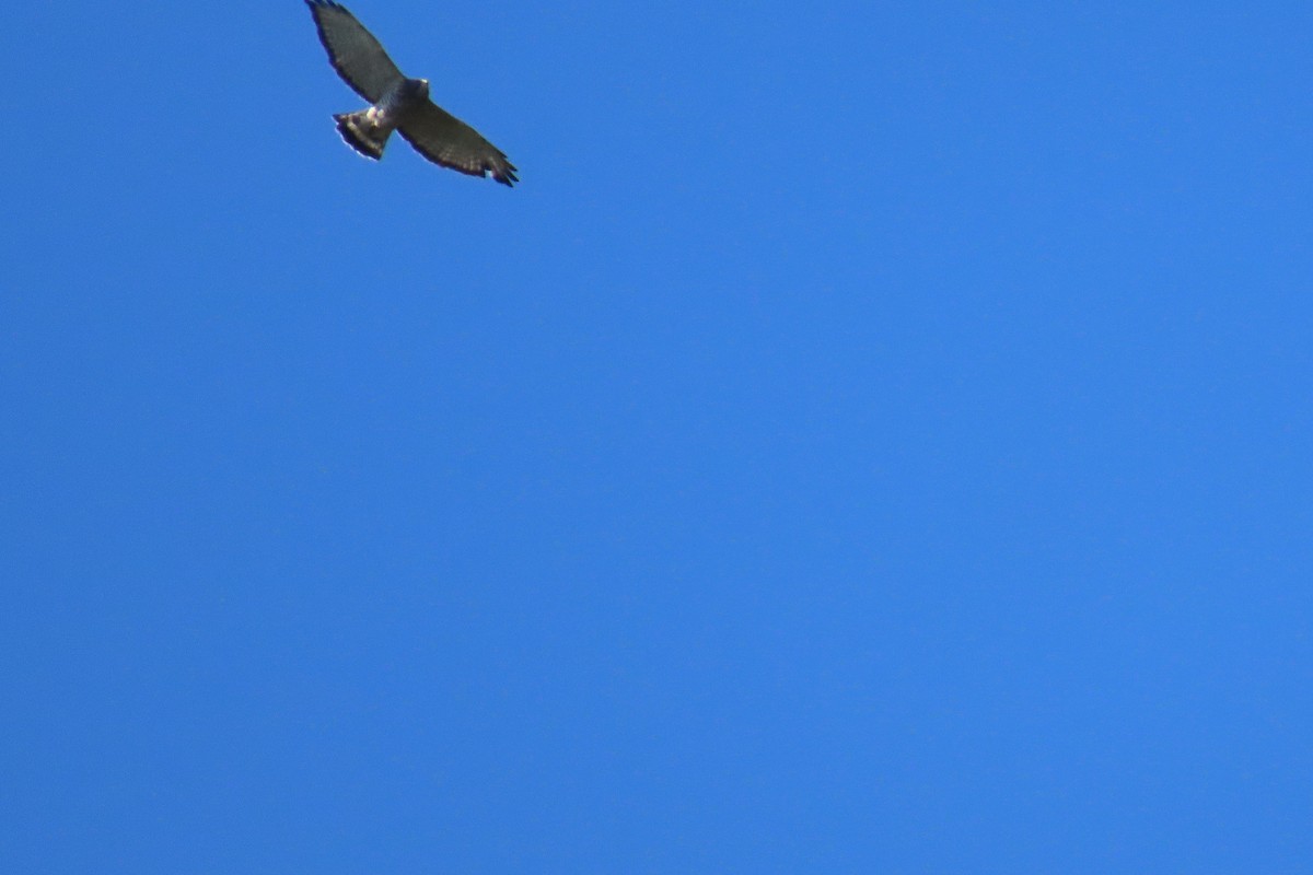 Broad-winged Hawk - ML644826737