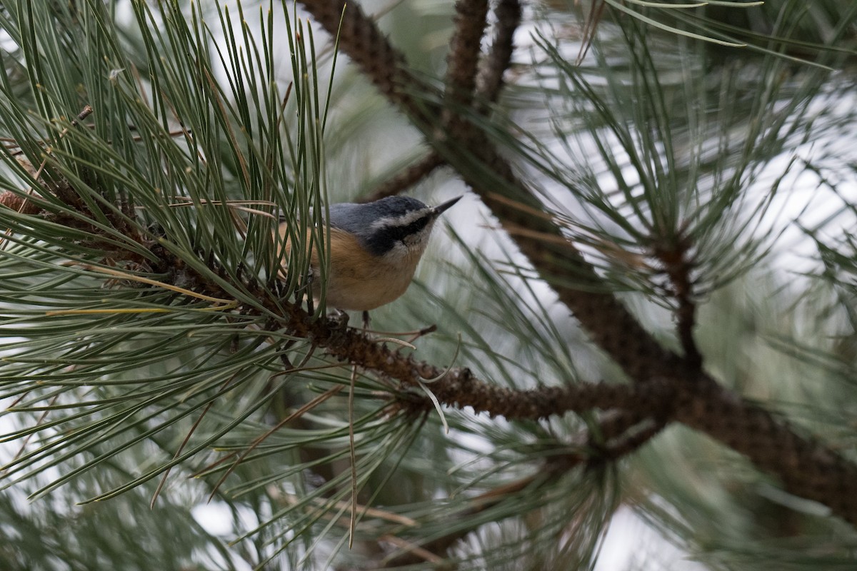 Red-breasted Nuthatch - ML644826748