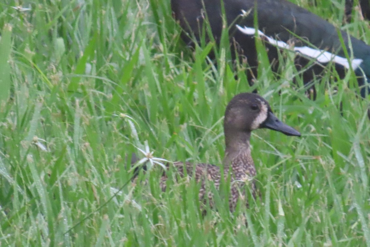 čírka modrokřídlá - ML644826755