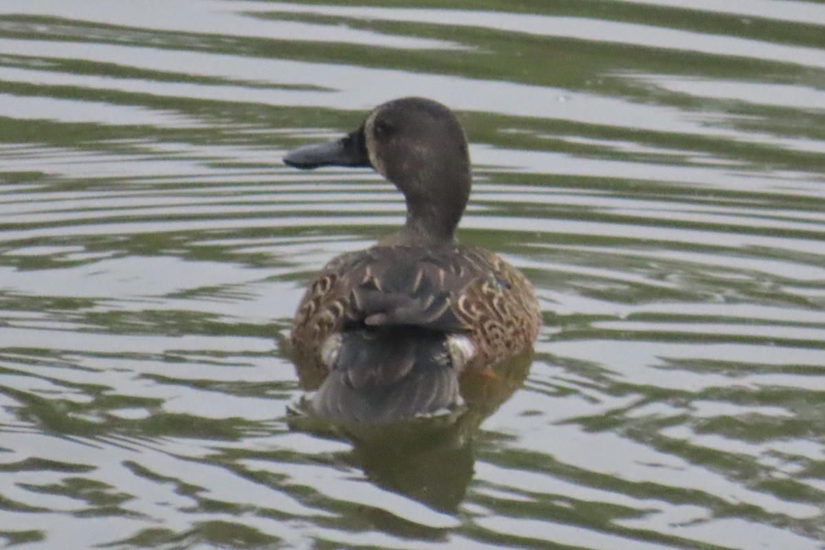 čírka modrokřídlá - ML644826756