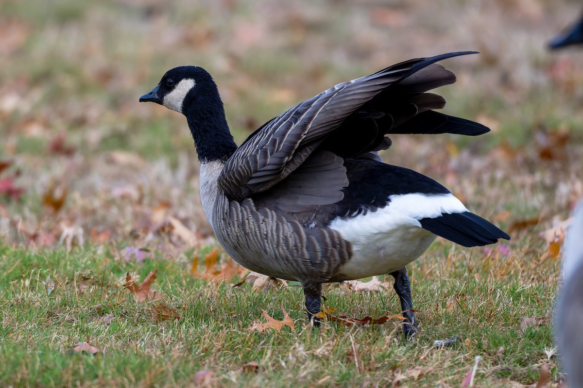 berneška malá - ML644826760