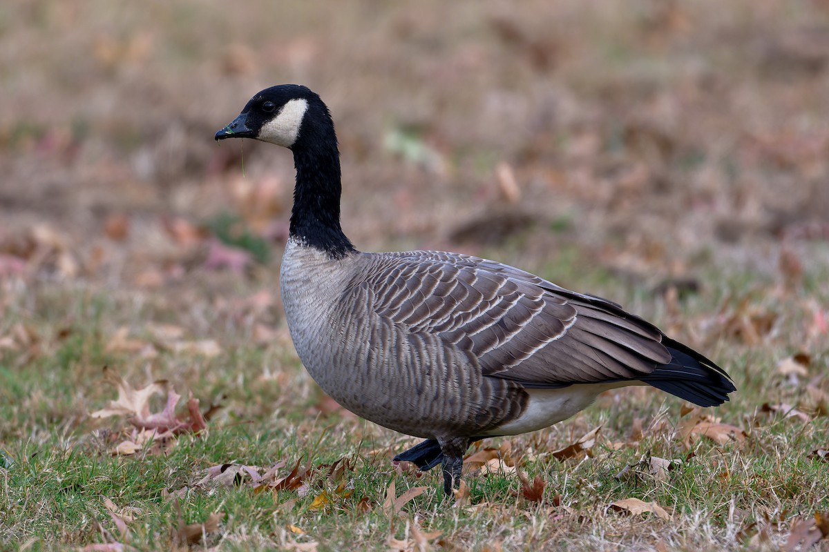 berneška malá - ML644826766