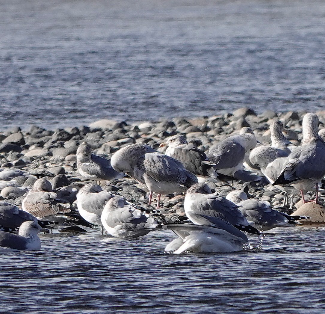 Lesser Black-backed Gull - ML644826767
