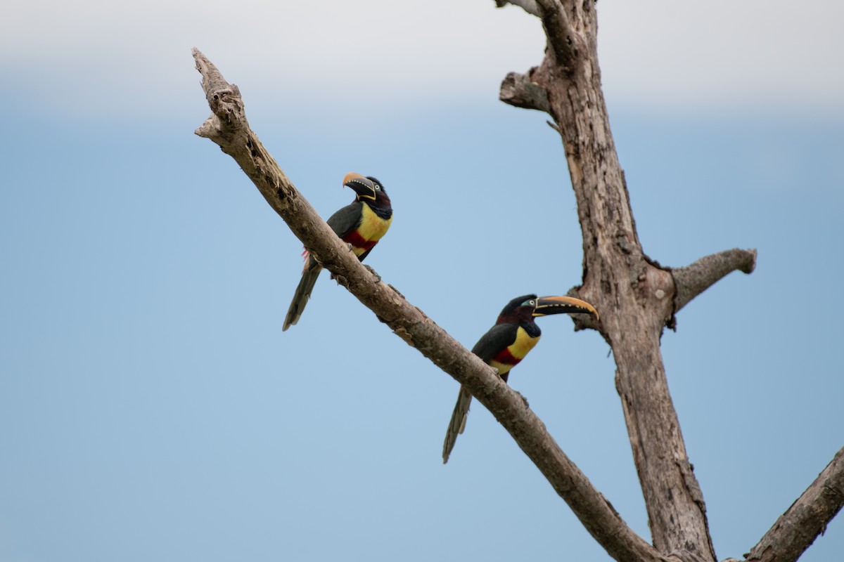 Araçari à oreillons roux - ML644826774