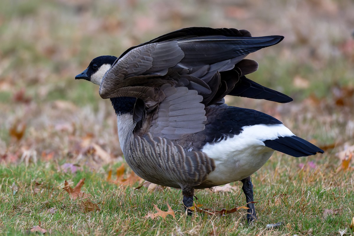 berneška malá - ML644826775