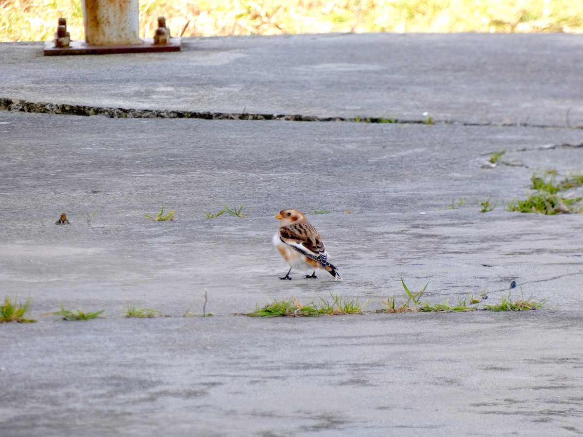 Snow Bunting - ML644826782