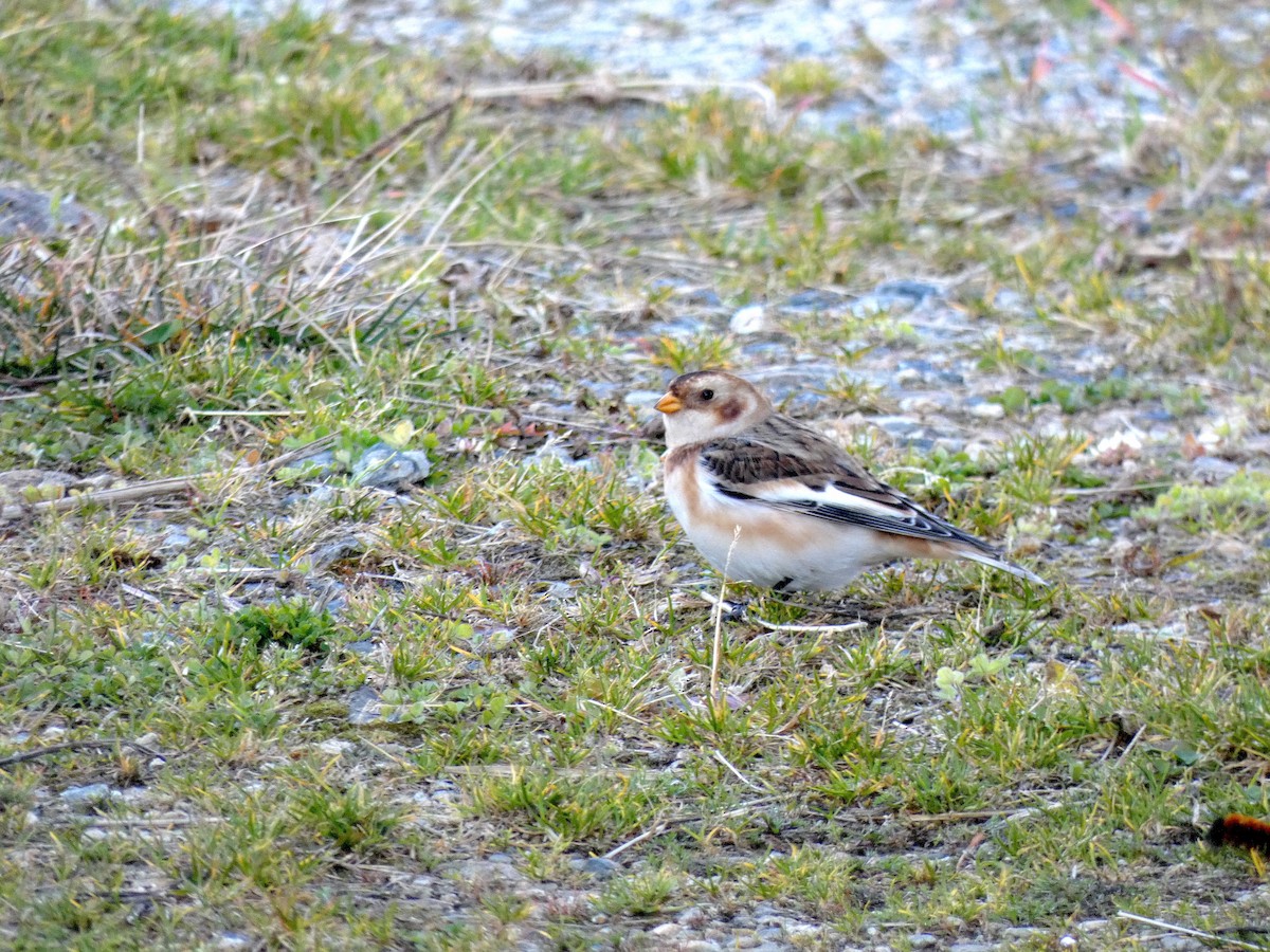 Snow Bunting - ML644826783