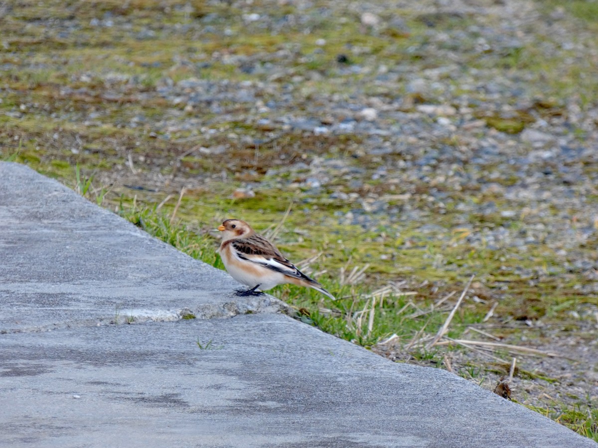 Snow Bunting - ML644826784