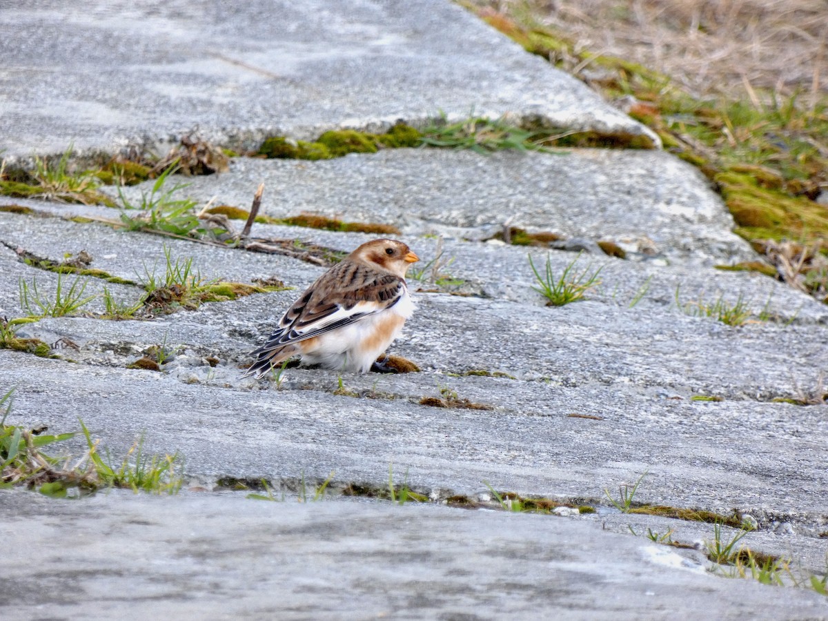 Snow Bunting - ML644826785