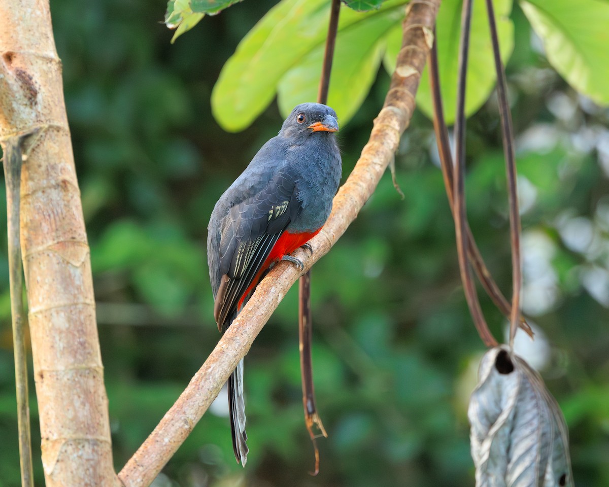 Slaty-tailed Trogon - ML644826802