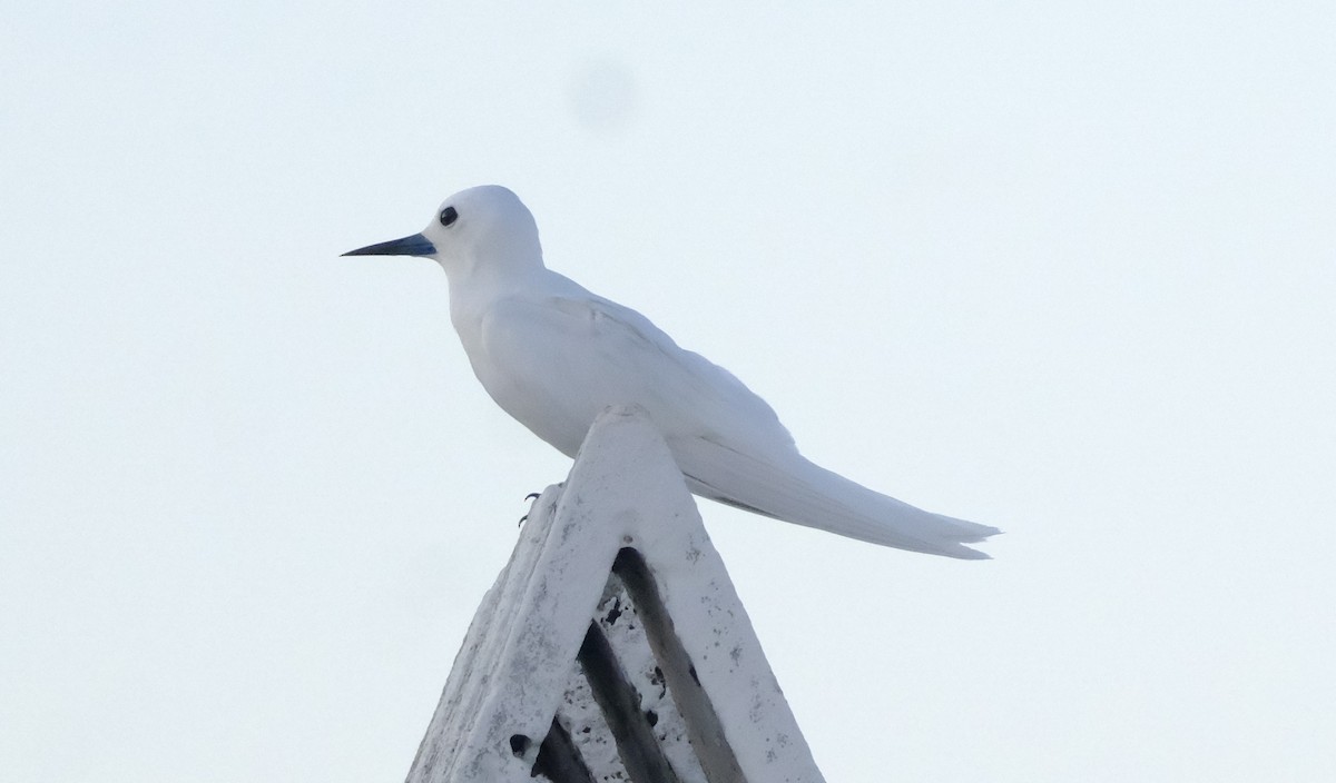 Blue-billed White-Tern - ML644826804