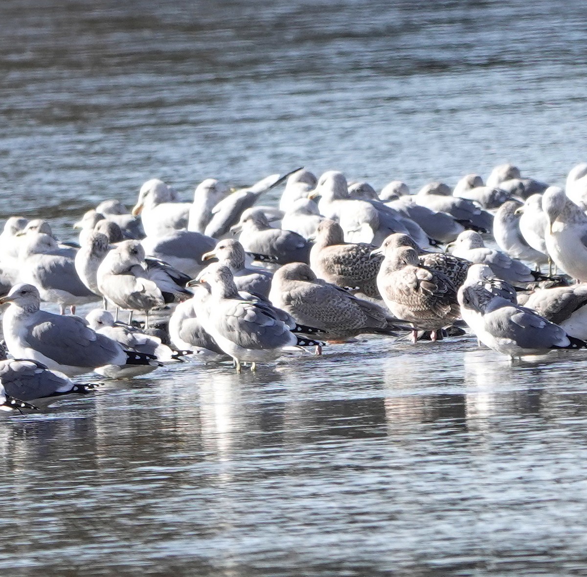 Iceland Gull (Thayer's) - ML644826805