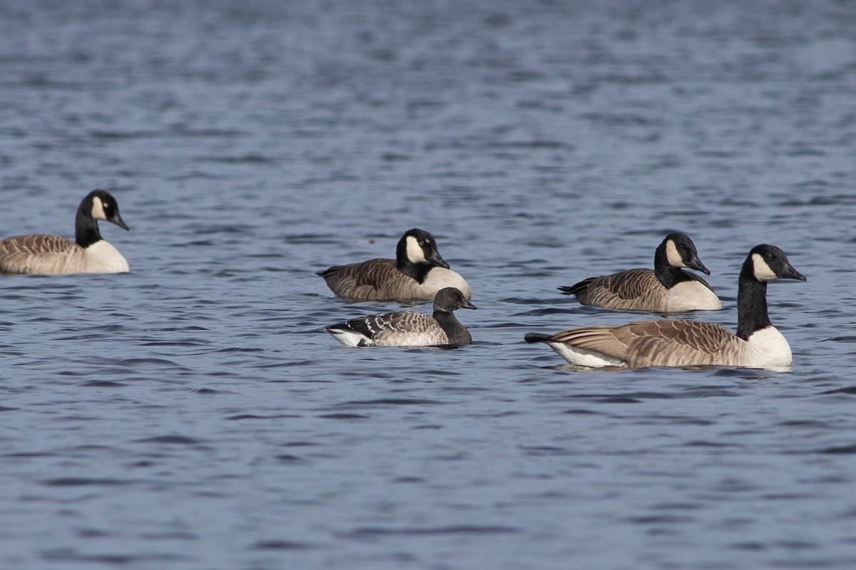 Brant (Pale-bellied) - ML644826806