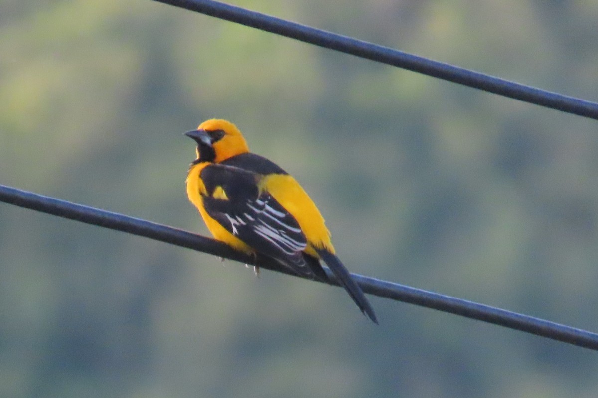 Altamira Oriole - ML644826807