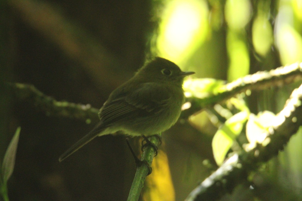 Yellowish Flycatcher - ML644826808