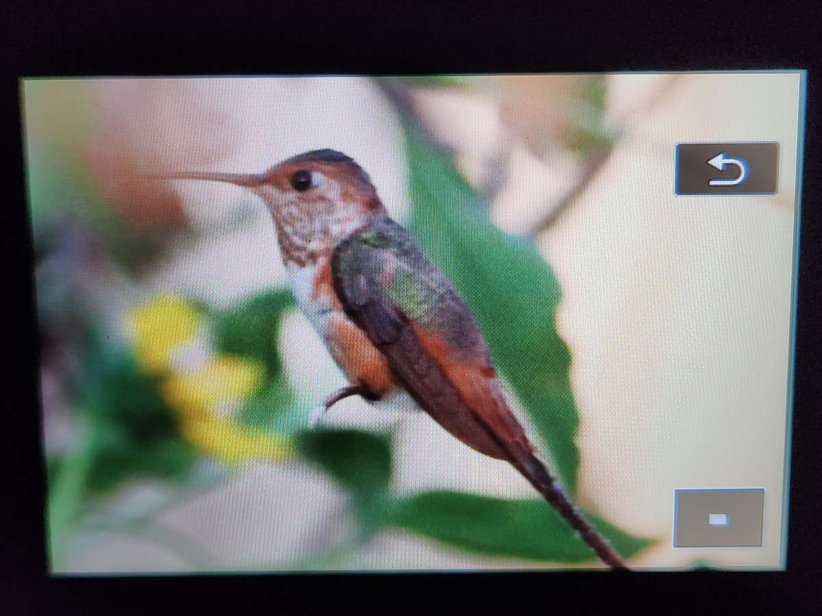 Rufous/Allen's Hummingbird - ML644826809