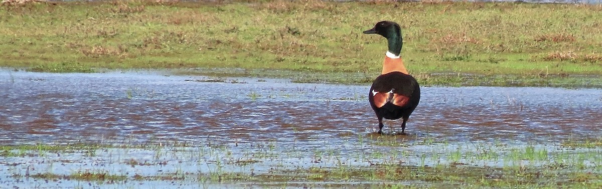 Australian Shelduck - ML64482681