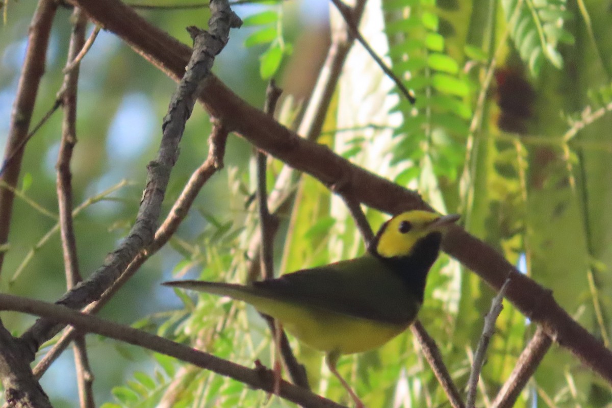 Hooded Warbler - ML644826811