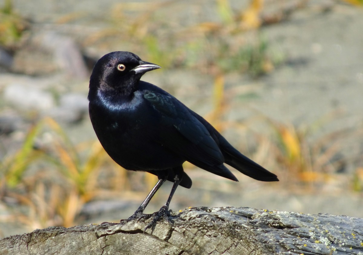 Brewer's Blackbird - ML644826813