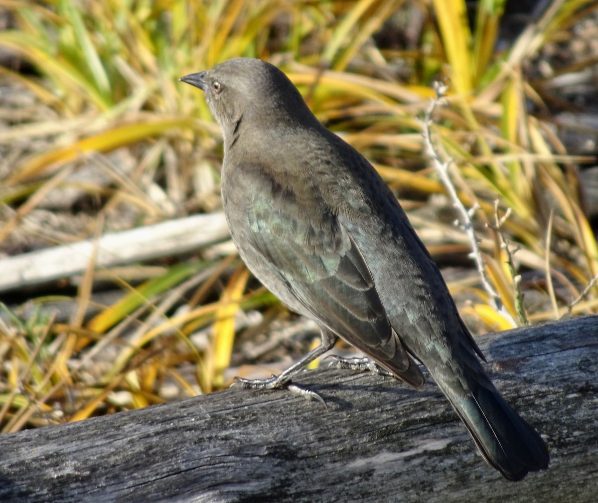 Brewer's Blackbird - ML644826814