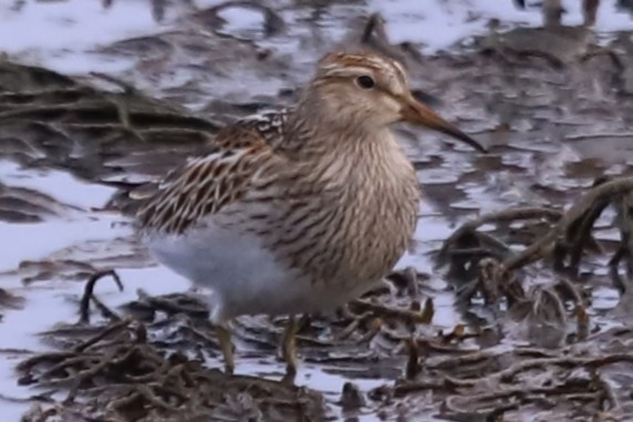 Pectoral Sandpiper - ML644826815