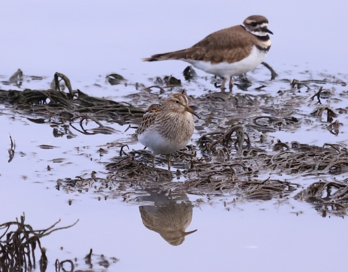 Pectoral Sandpiper - ML644826816