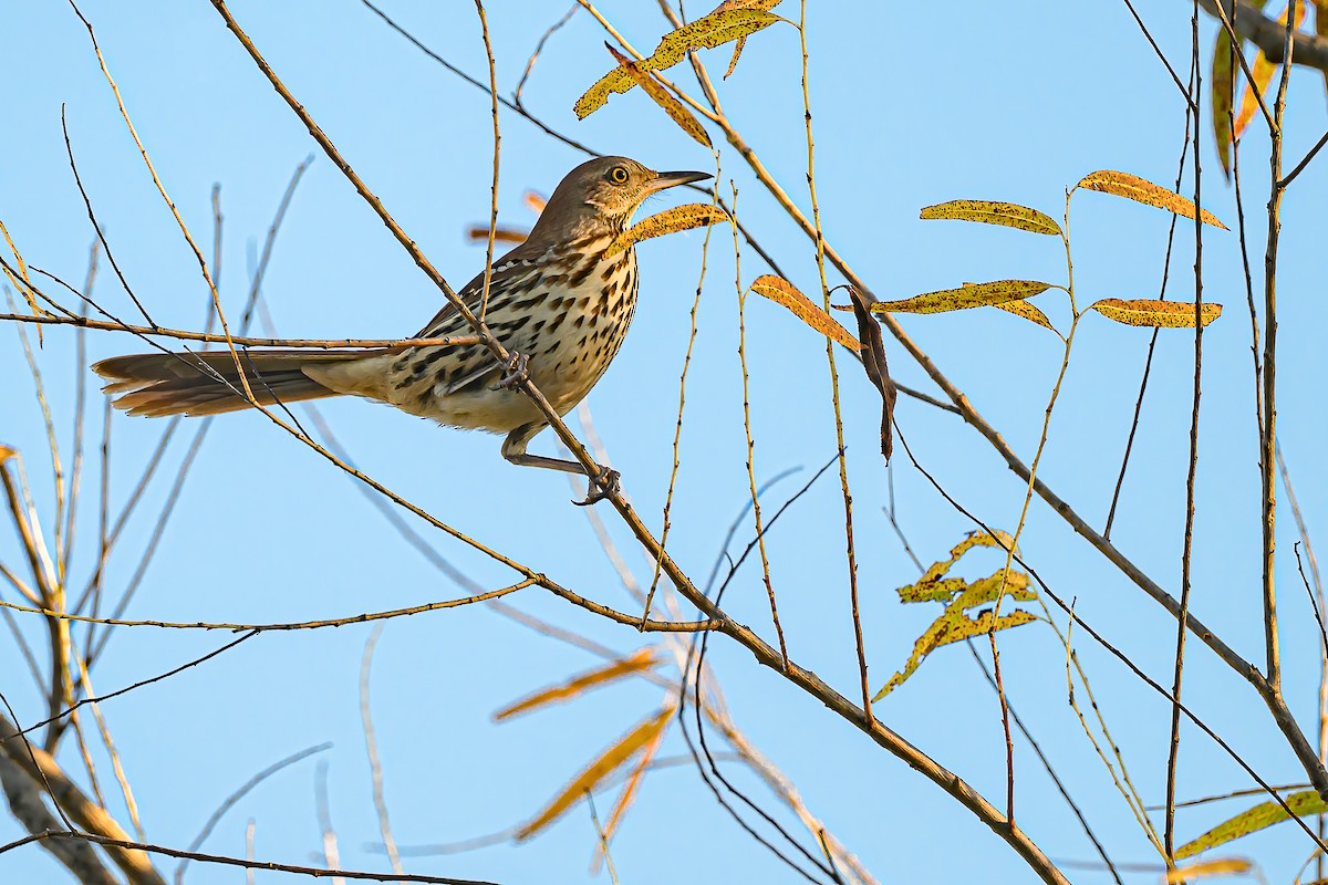 Brown Thrasher - ML644826817